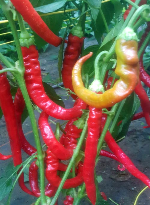 Order Milder Spiral Chili Seeds At Chili Shop