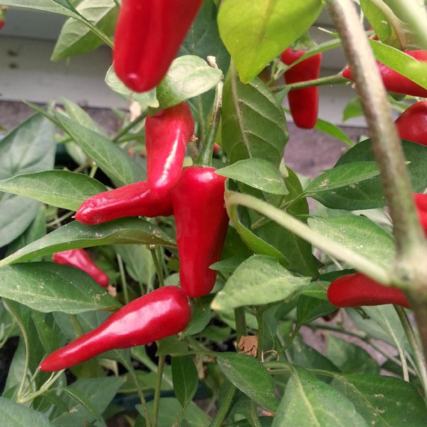 Order Apache Chili Seeds Online At Chili Shop24 De