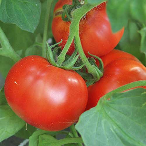 Montecarlo tomato seeds online - chili-shop24.de