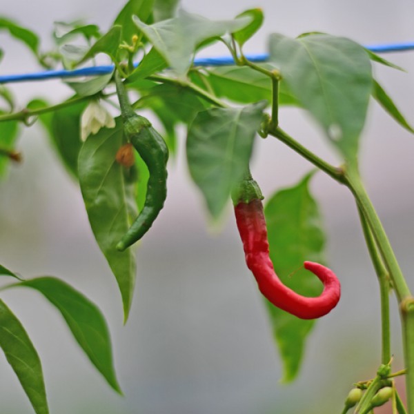 Long Red Cayenne Chili Seeds