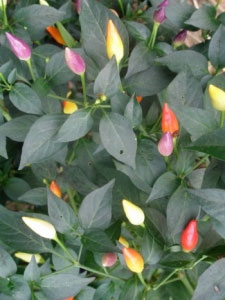 NuMexTwilight chili seeds - buy online at 