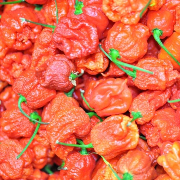 Fresh organic Carolina Reaper red Chillies 500g