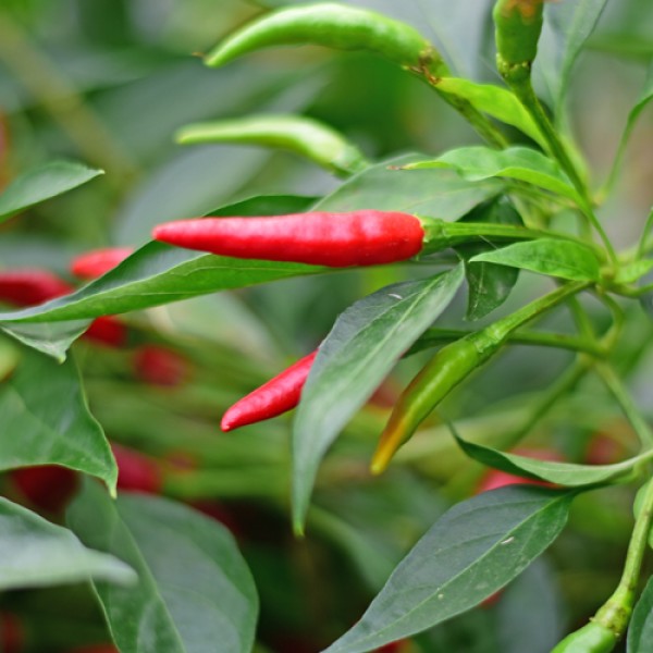 Piri Piri Chili Seeds