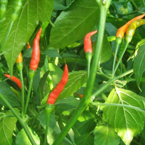 Order Thai Burapa Chili Seeds At Chili-shop24.com