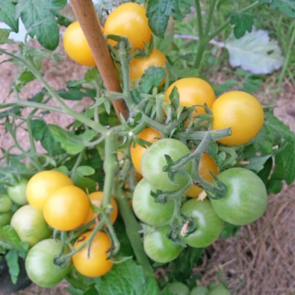 Window_Box_Yellow_Tomaten_Samen_B_Ware_1.jpg