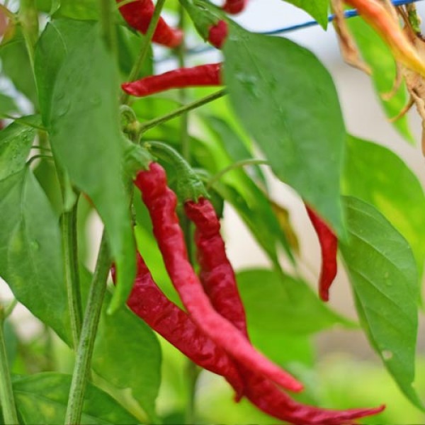 Organic Cayenne Picante/Hot Chili Seeds