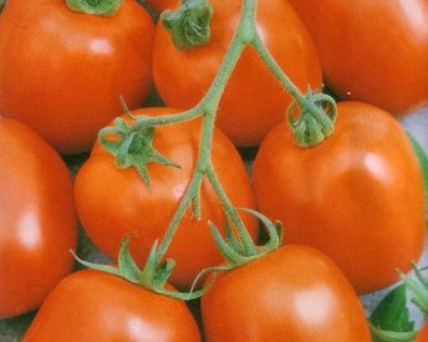 Zoemoek_Tomaten_Samen_B_Ware_1.jpg