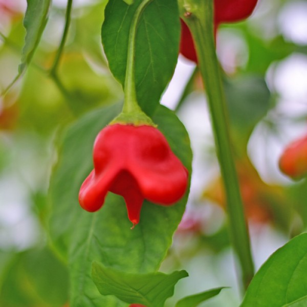 Bishop`s Crown Chili Seeds