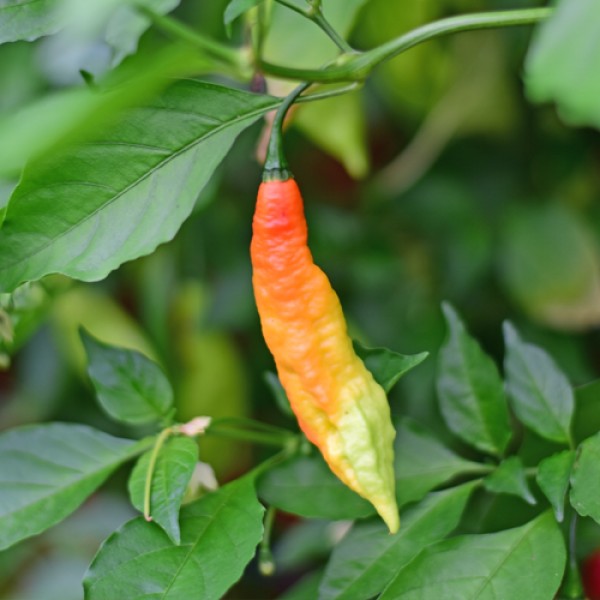 Hot Apple Chili Seeds