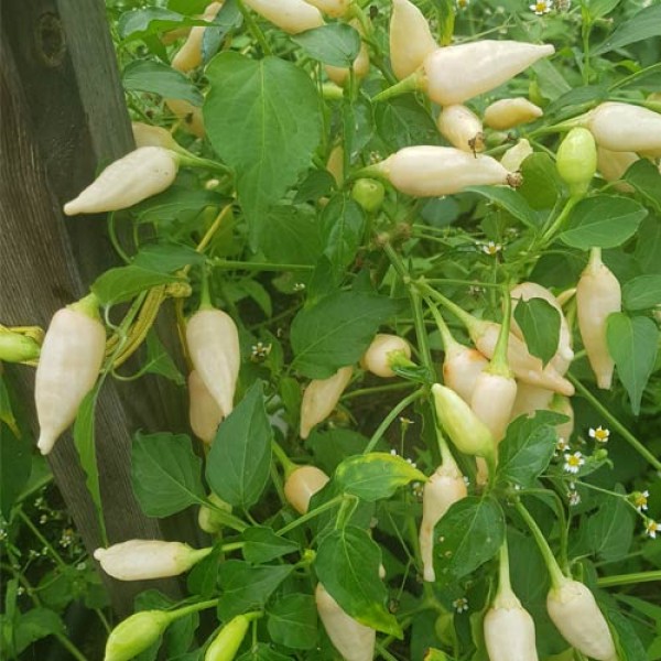 Chinese White Chili Seeds