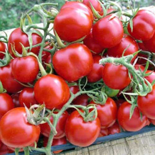 Tondino Maremmano tomato seeds online - chili-shop24.de