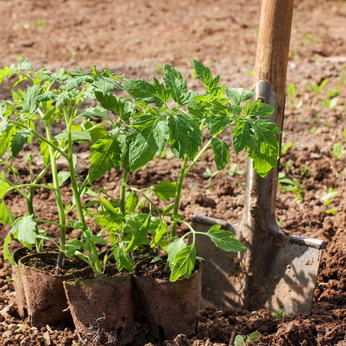 tomato growing guide - chili-shop24.com