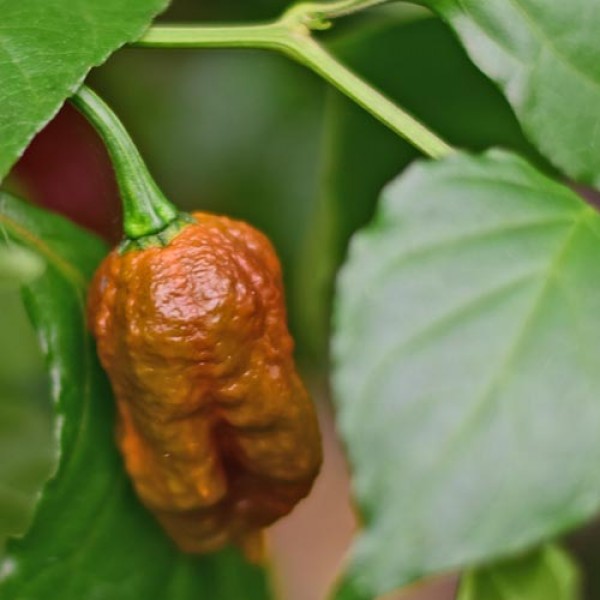 Carolina_Reaper_Caramel_Chili_Samen_01.jpg