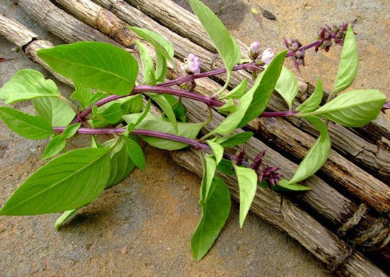 Basil Licorice Seeds