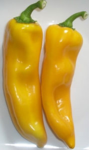 Nocera_Giallo_Chili_Samen_B_Ware_1.jpg