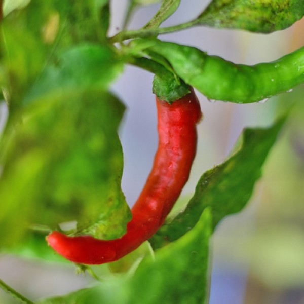 Silvretta Chili Seeds