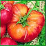 Order Mr.Stripey Beefsteak tomato seeds online - chili-shop24.de