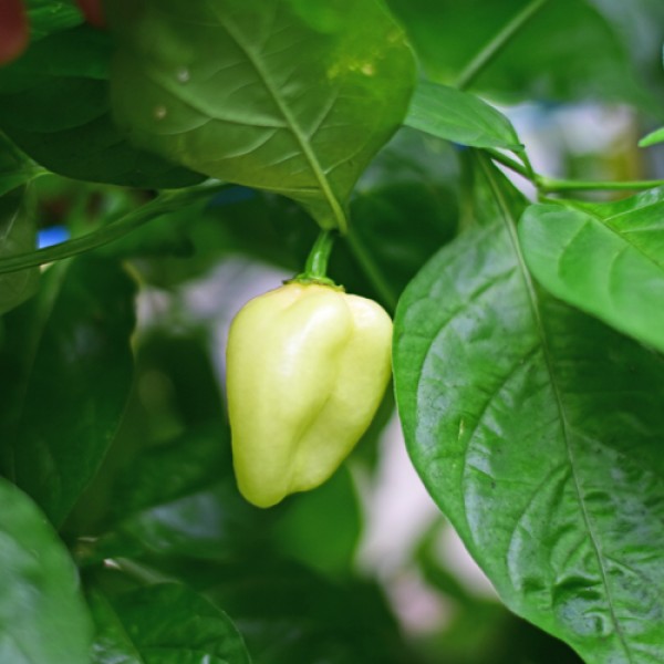 Organic Habanero Big White Chili Seeds