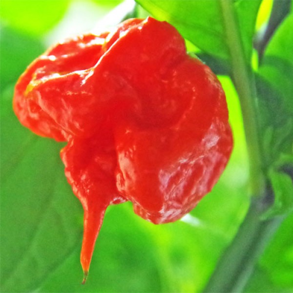 Carolina Reaper Chili Seeds