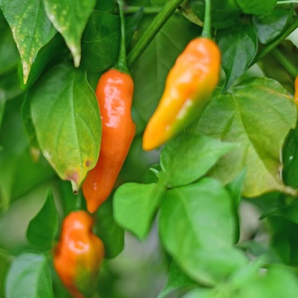 Organic Habanero Craigs Double Hot Chili Seeds