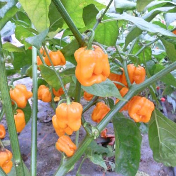 Order Roatan Pumpkin Habanero Chili Seeds online - chili-shop24.de