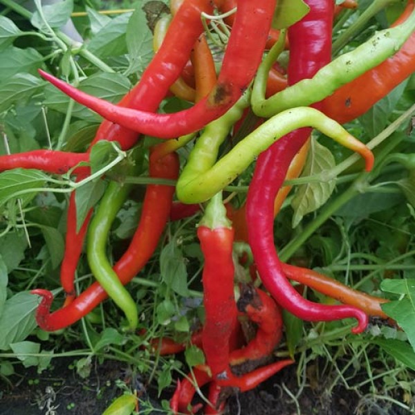 Guindilla Amarilla Chili Seeds