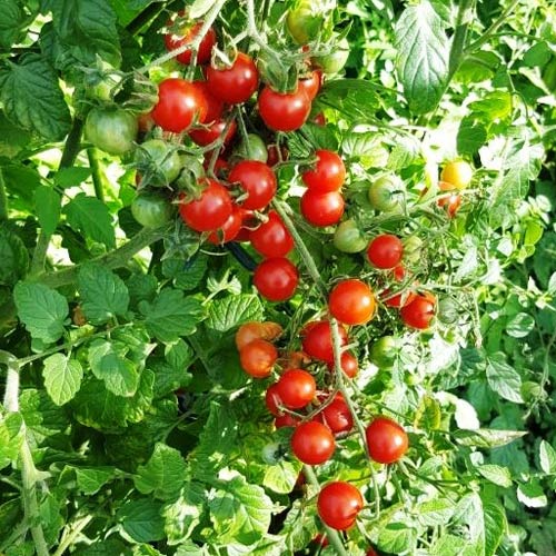 Humboldtii tomato seeds - buy online at chili-shop24.com