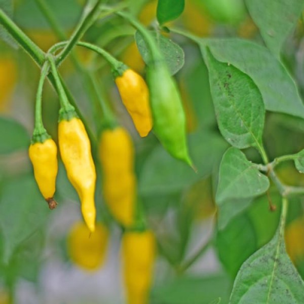 Habanero_Madame_Jeanette_Yellow_Chili_Samen_1.jpg