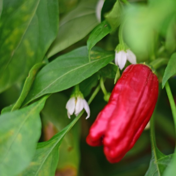 Stavros Chili Seeds