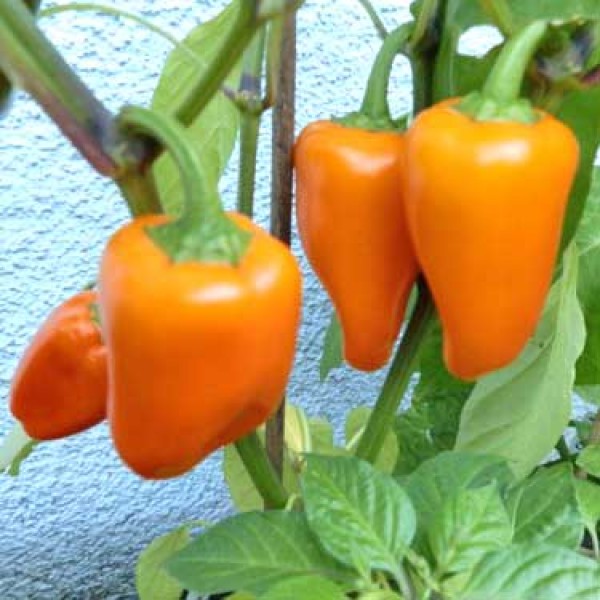 Orange_Dwarf_Chili_Samen_B_Ware_1.jpg