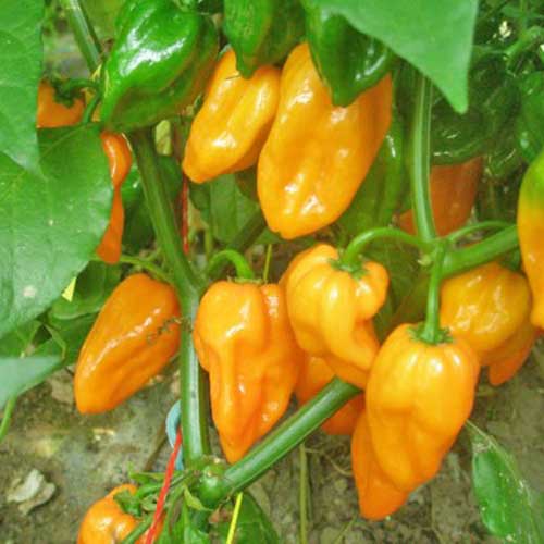 Order Fatalii Orange Chili Seeds at chili-shop24.com