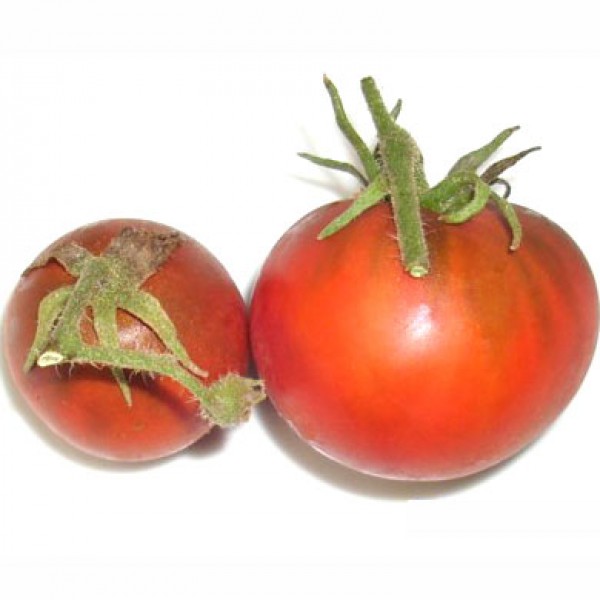 Black_Truffle_Tomaten_Samen_B_Ware_1.jpg