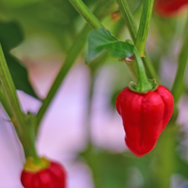 Habanero Red Chili Seeds