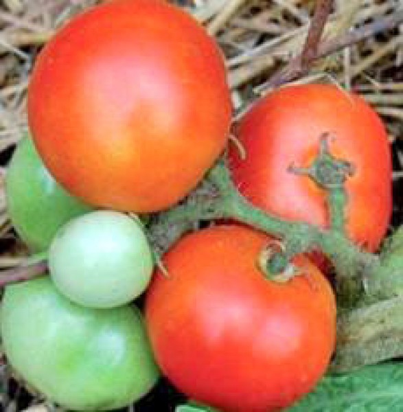 Czech_Bush_Tomaten_Samen_B_Ware_1.jpg