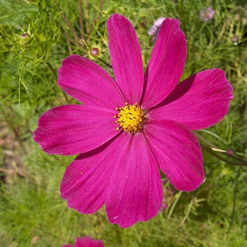 Cosmos Gazebo Red Seeds - buy online at chili-shop24.com