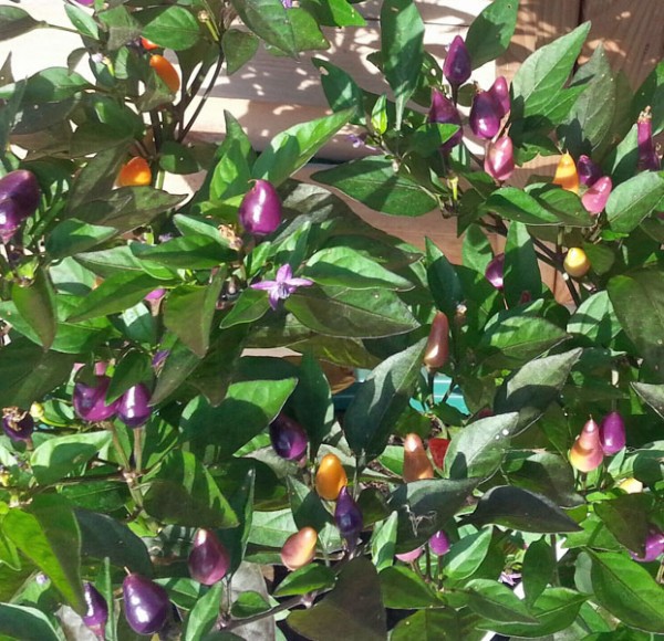 Organic Bolivian Rainbow Chili Plant - buy online at chili ...