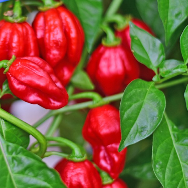 Habanero MauruSauru Chili Seeds