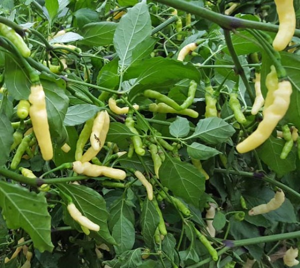 Order Aribibi Gusano Chili Seeds At Chili-shop24.com