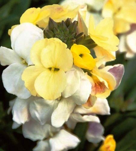 Wallflower Ivory White Seeds - buy online at chili-shop24.com