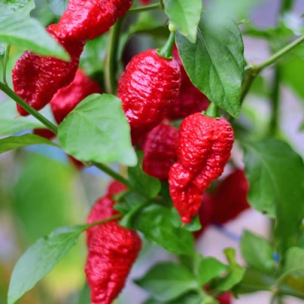 Organic Bhut Jolokia Red Chili Seeds