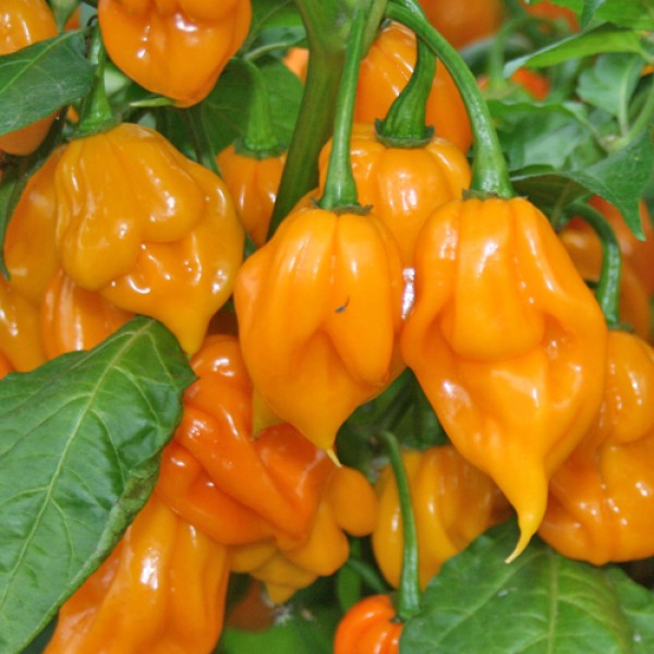 Order Yellow Trinidad Scorpion Chili Seeds online at chili-shop24.de